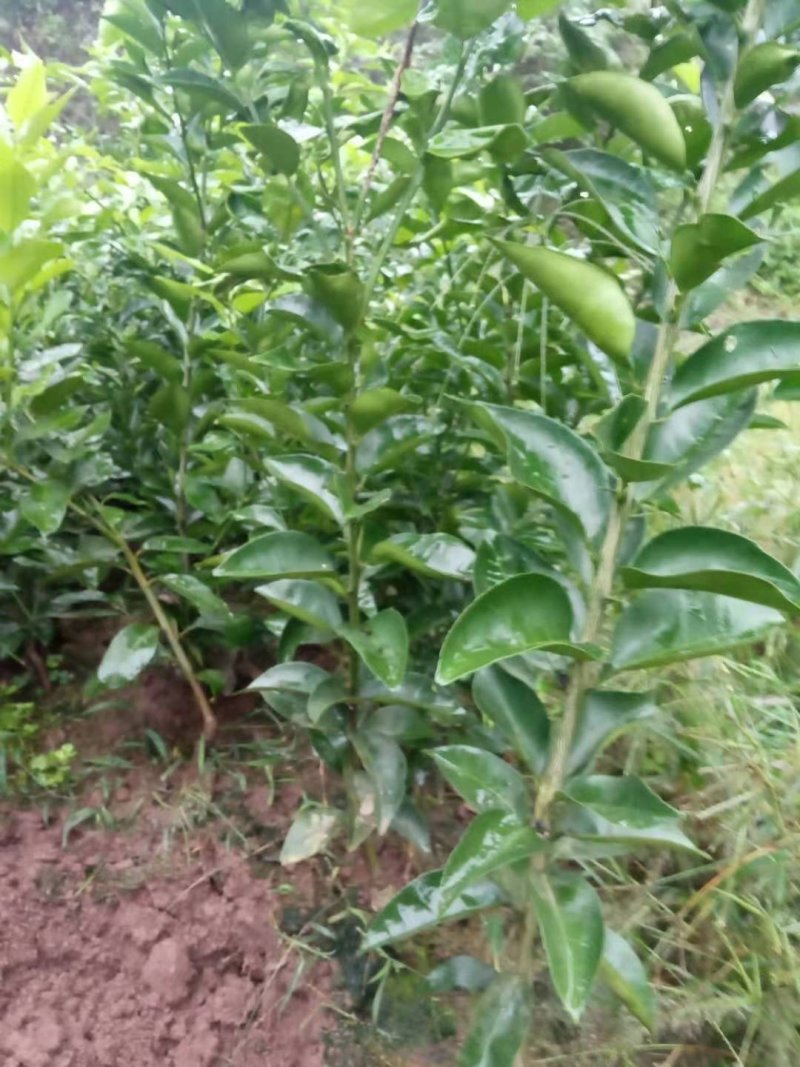 药枳壳苗