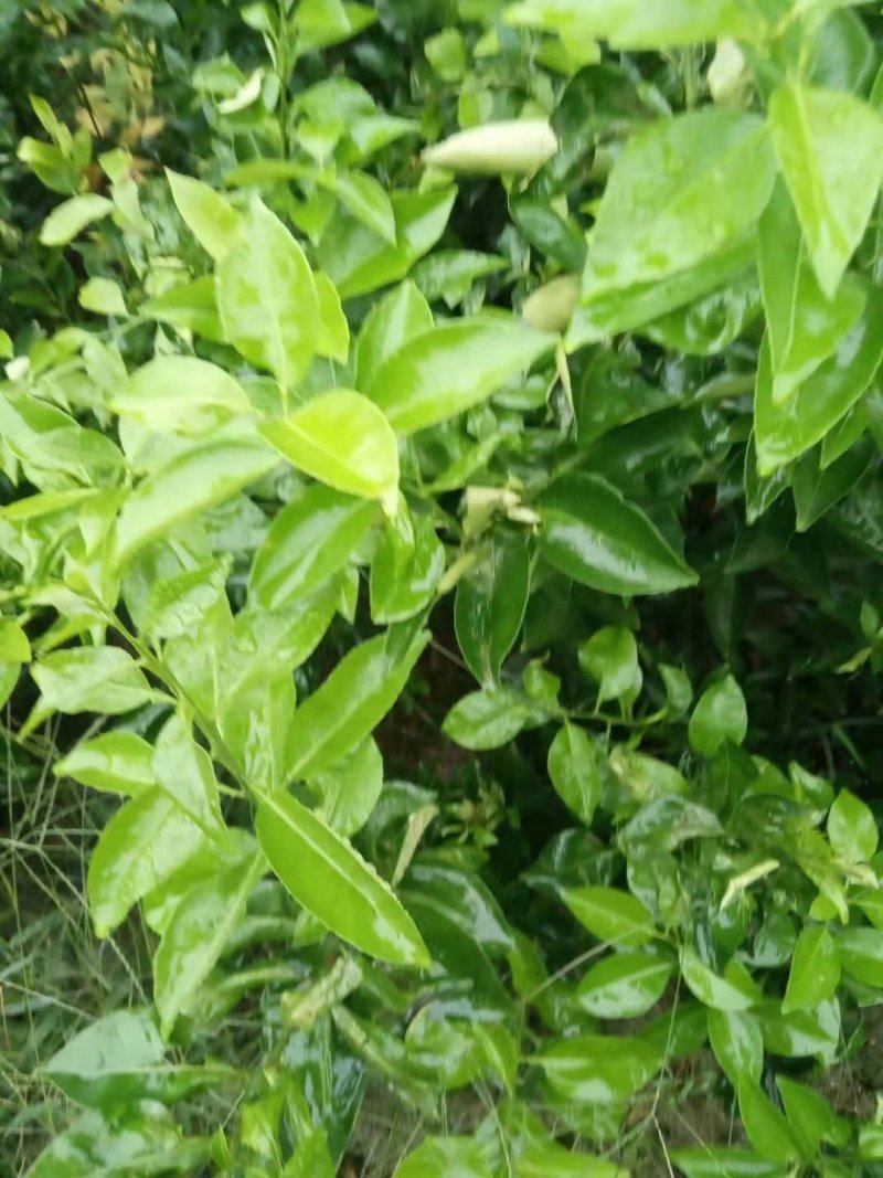 药枳壳苗