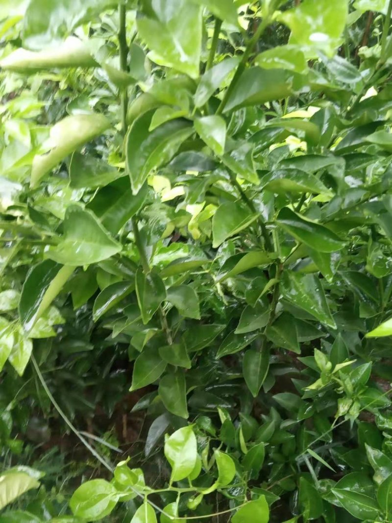 药枳壳苗