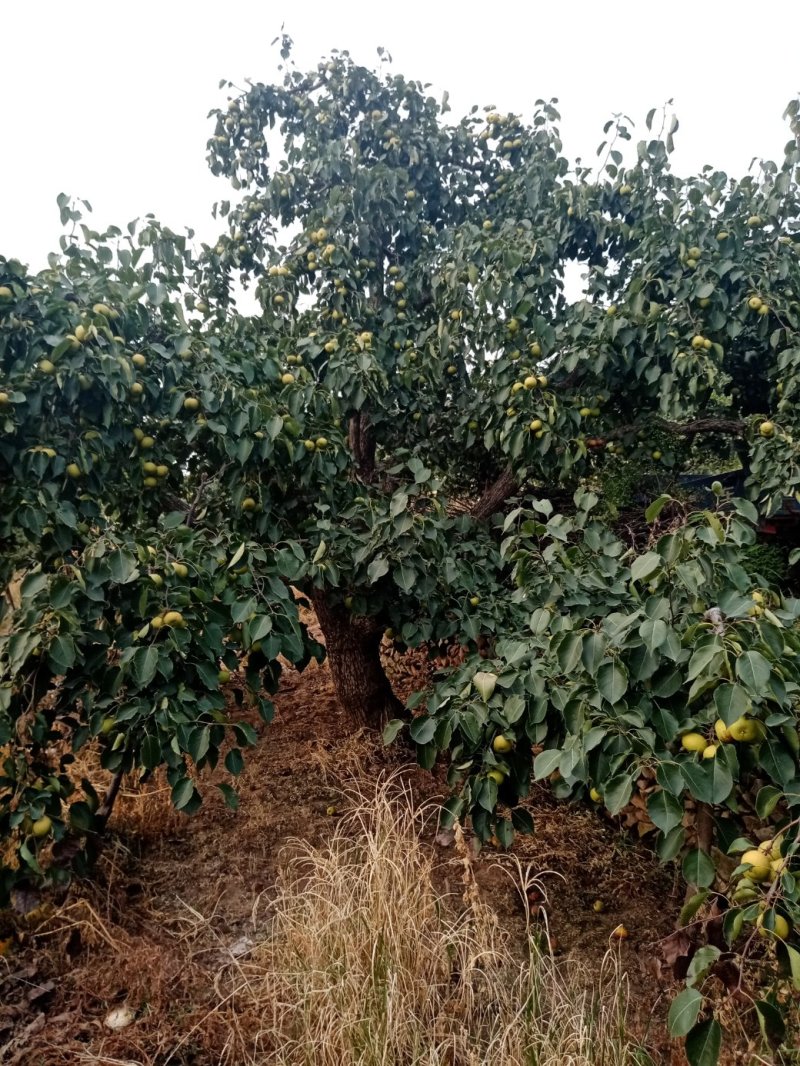 唐山市迁安酸梨。燕山山脉长城脚下。山地酸梨皮薄肉细汁多。
