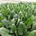 菠菜种子一代杂交菠菜种子春秋播种丹麦种子