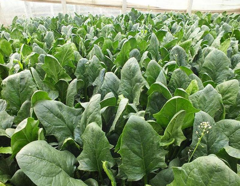 菠菜种子一代杂交菠菜种子春秋播种丹麦种子