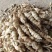 甘肃靖远优质螺丝菜》4cm—纯手工过筛子，精品螺丝菜价优