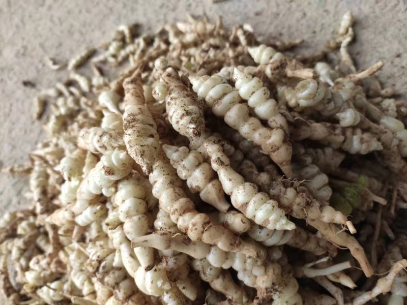 甘肃靖远优质螺丝菜》4cm—纯手工过筛子，精品螺丝菜价优