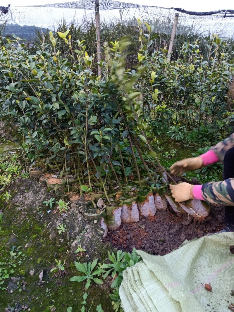 种苗，良种油茶苗移栽专业指导！成活率百分之九十以上！