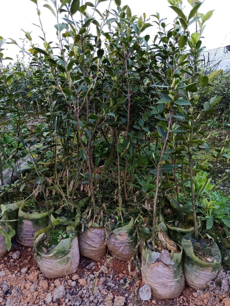 种苗，良种油茶苗移栽专业指导！成活率百分之九十以上！