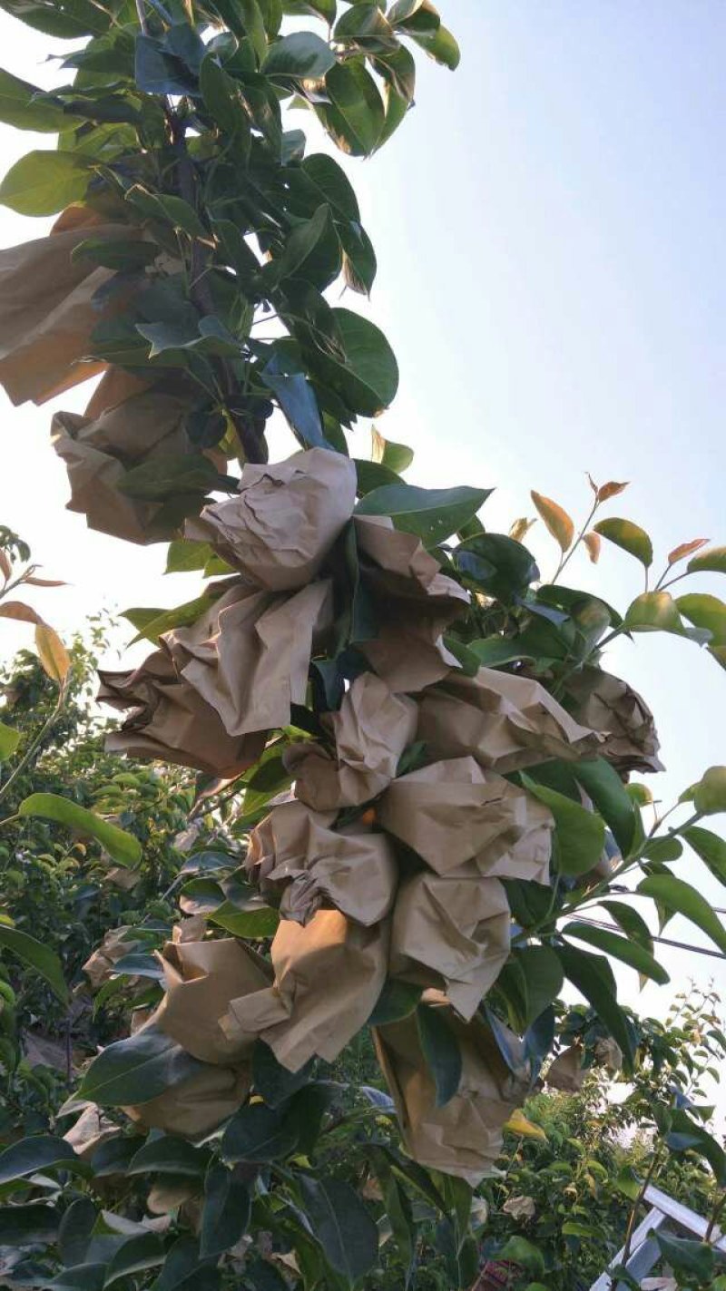 梨晚秋黄梨种植户直批晚秋黄梨个大核小皮薄果肉如玉
