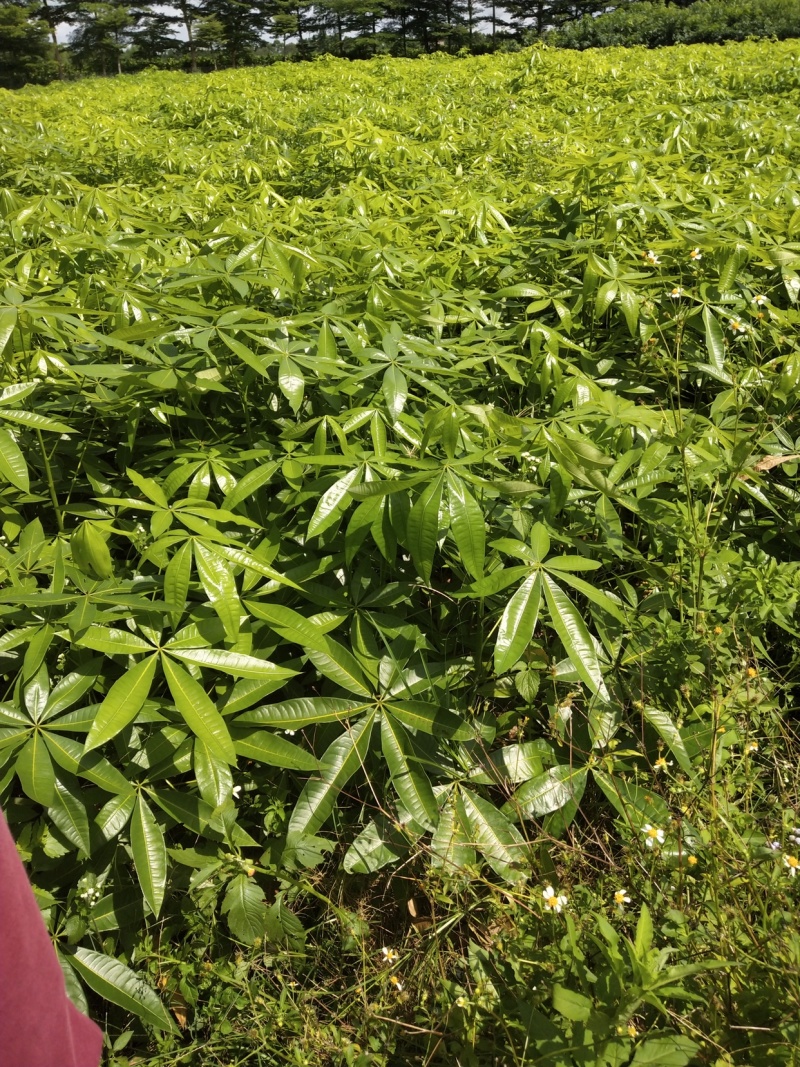 发财树裸根不带土小苗