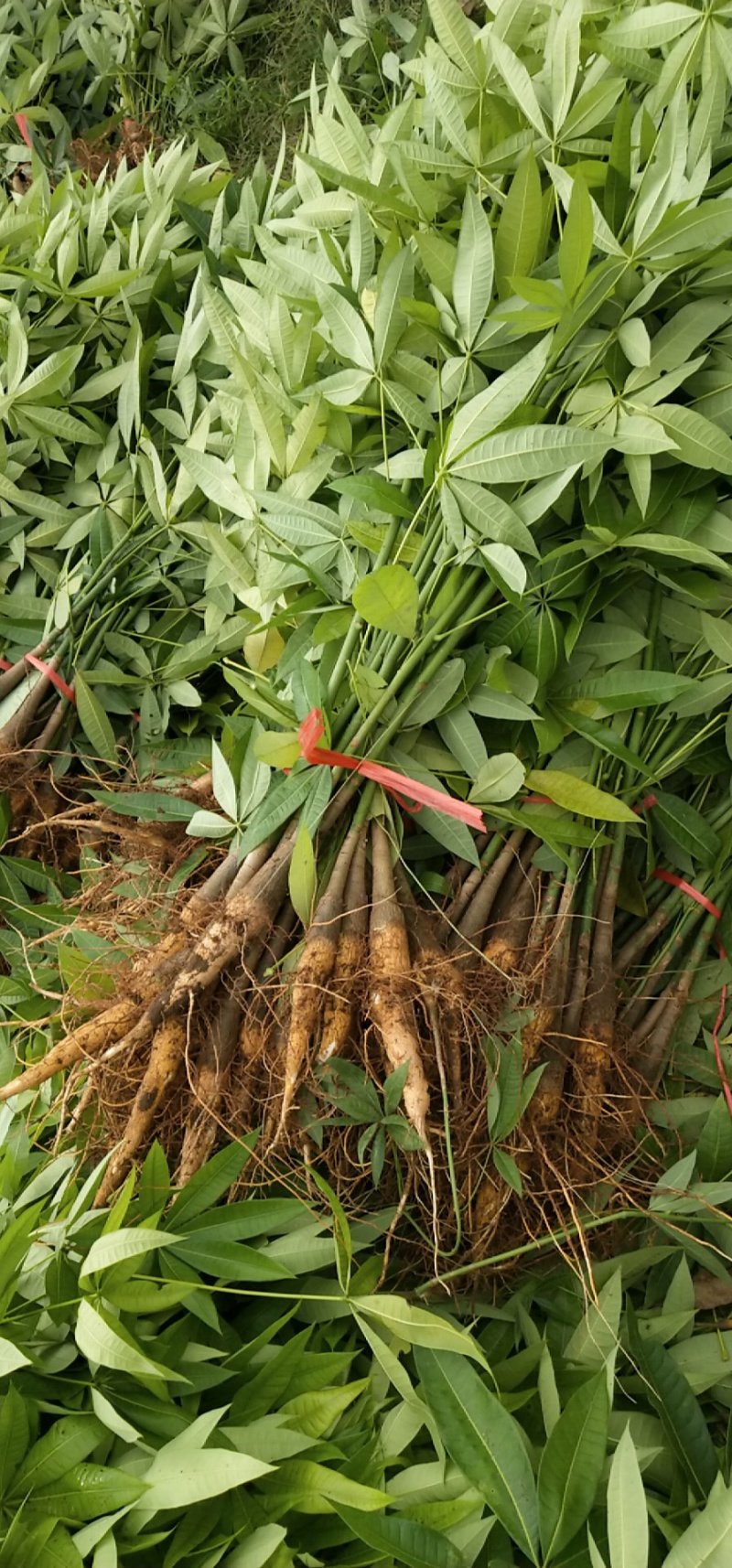 发财树裸根不带土小苗