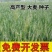 高产型大麦种子牧草种子农作物种子大田抗倒伏买5送2