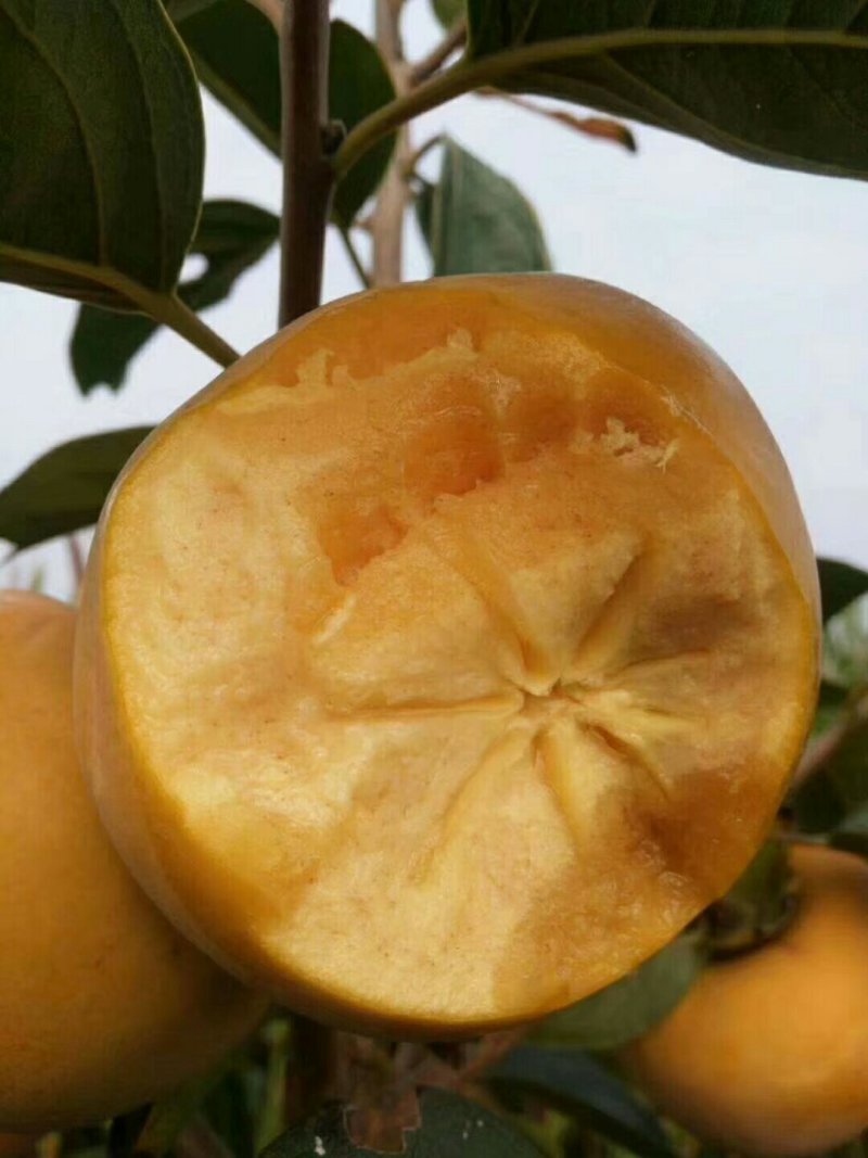 洋丰脆甜柿子无药品加工现摘现吃个大脆甜