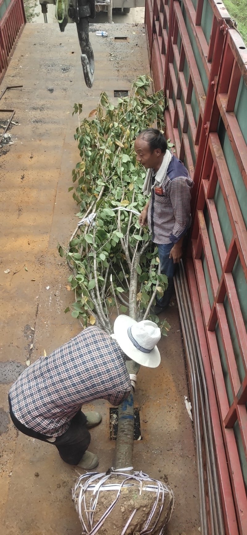 本地早樱花晚樱大小规格全可以现场看货装车付款……