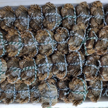 绑好大闸蟹公蟹洪湖清水养殖