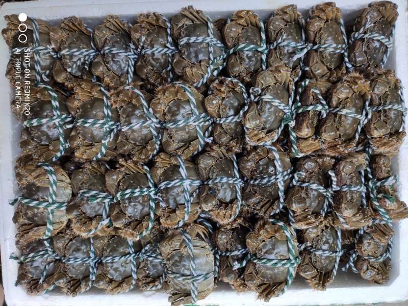 绑好大闸蟹公蟹洪湖清水养殖