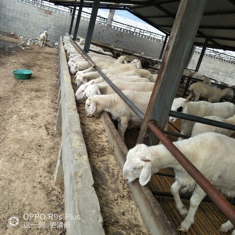 纯种鲁西南小尾寒羊怀孕母羊