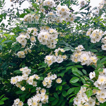 蔷薇蔷薇花野蔷薇爬墙梅