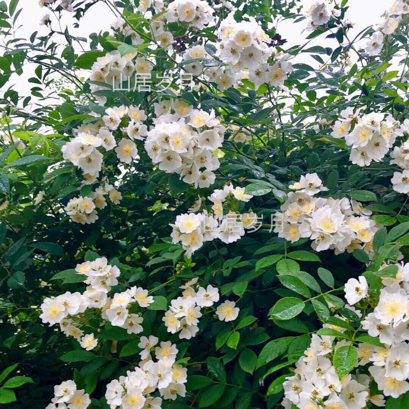 蔷薇蔷薇花野蔷薇爬墙梅