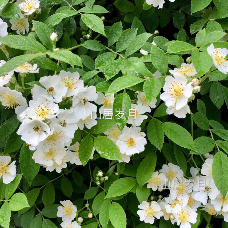 蔷薇蔷薇花野蔷薇爬墙梅