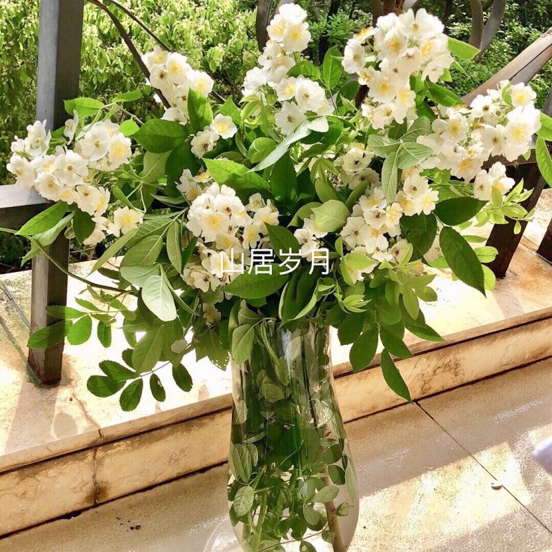 蔷薇蔷薇花野蔷薇爬墙梅