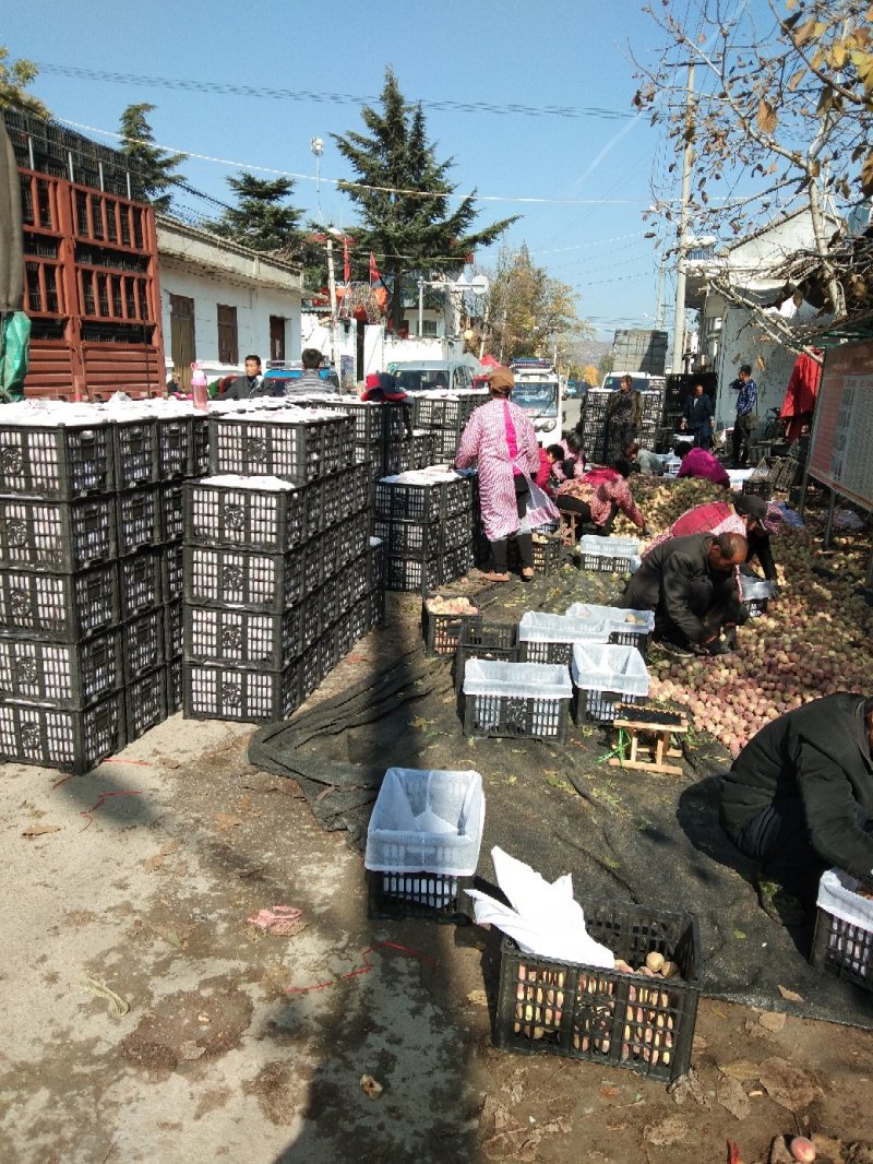 万亩精品大冬桃市场，电商，赶集货上市中，质量好，口感脆甜