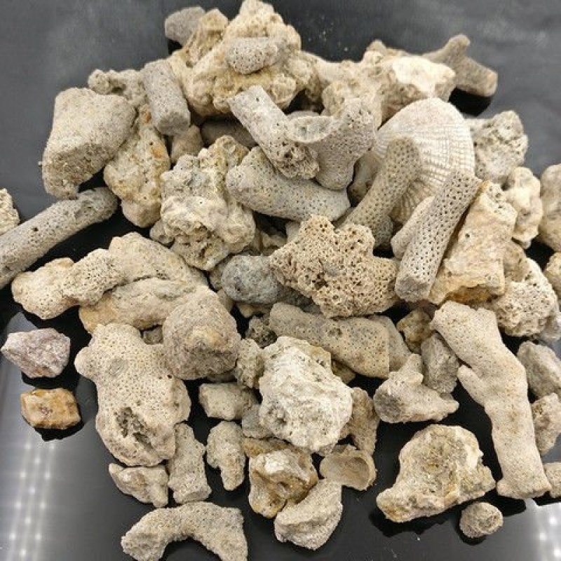 药用珊瑚骨，道地药材，质优价实，品质保证，药典标准一公斤