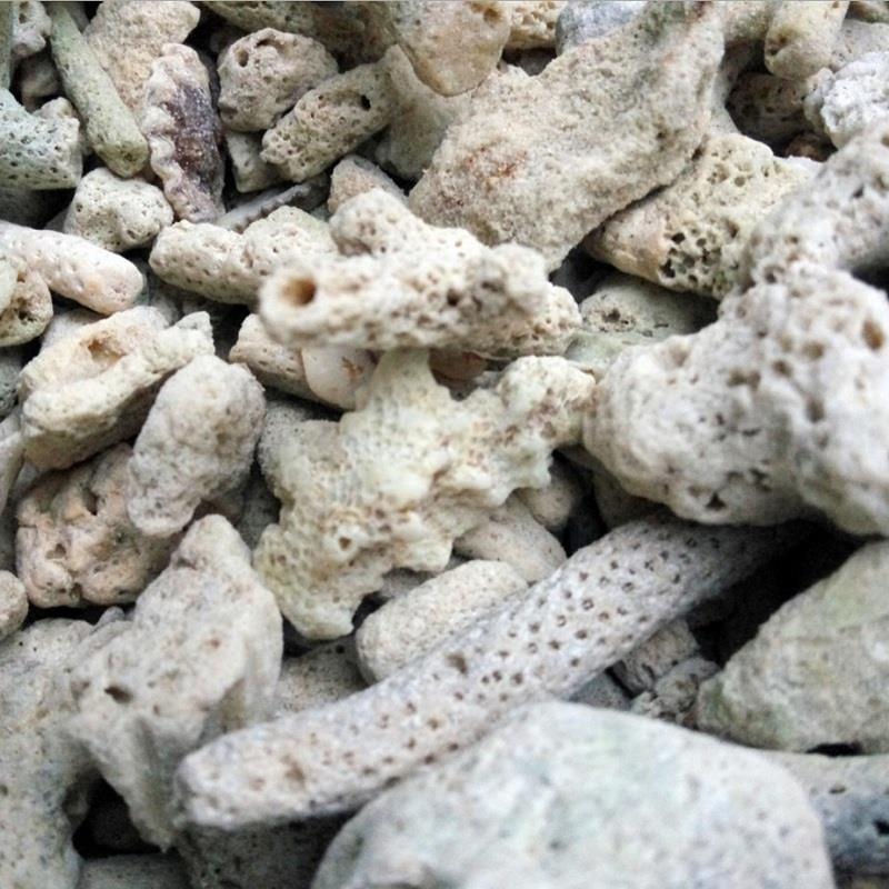 药用珊瑚骨，道地药材，质优价实，品质保证，药典标准一公斤