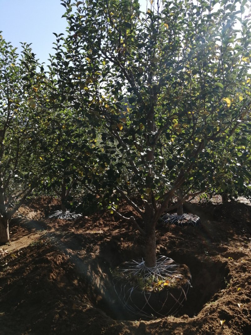 八棱海棠树123小苹果树