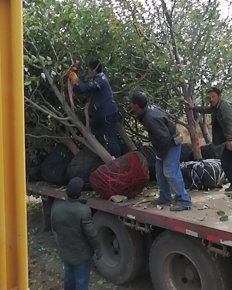 八棱海棠树123小苹果树