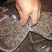 新鲜葛花大花小花干货