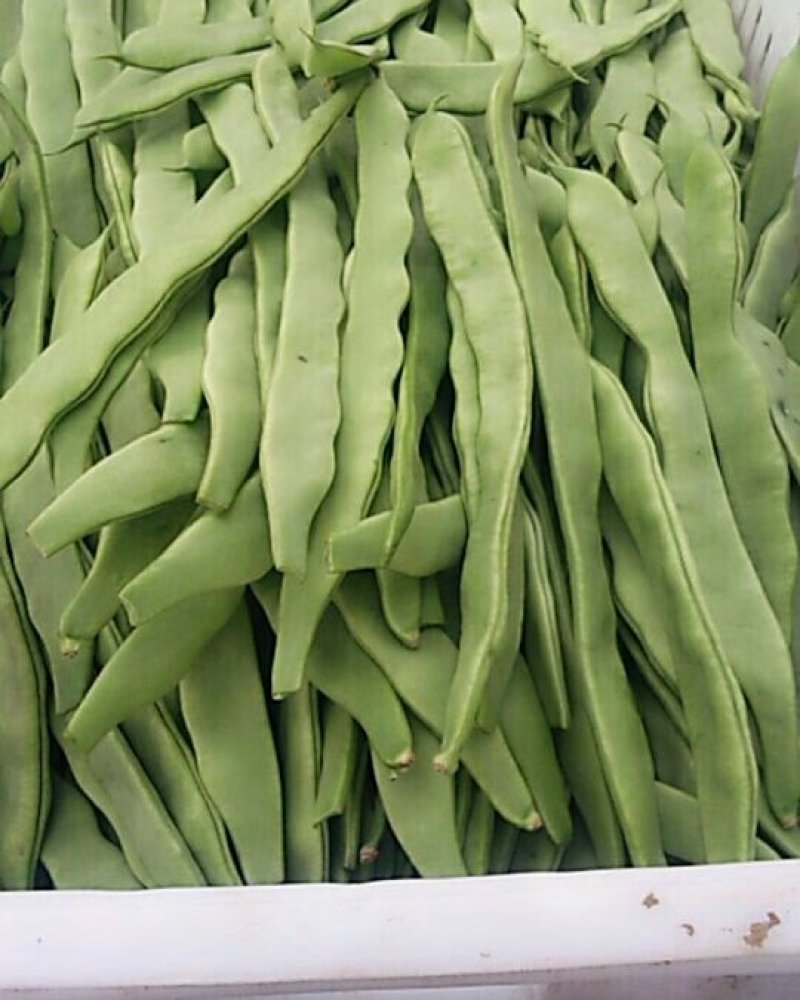 扁豆
