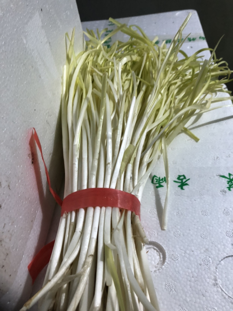 精品干韭黄