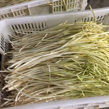 精品干韭黄