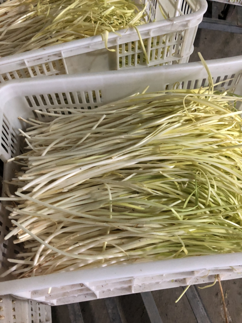 精品干韭黄