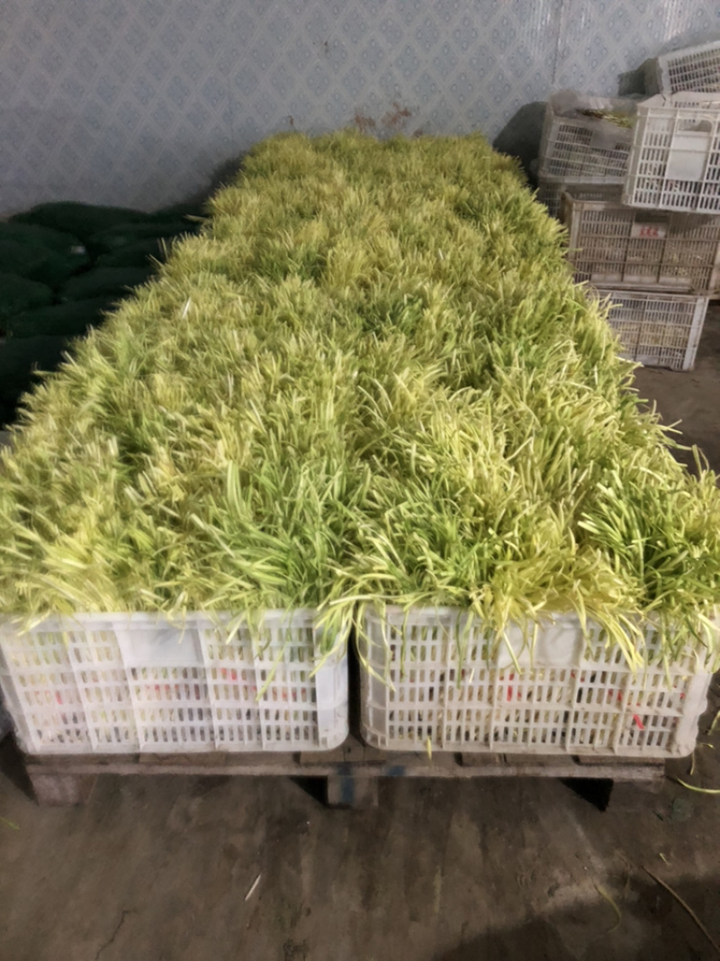 精品干韭黄