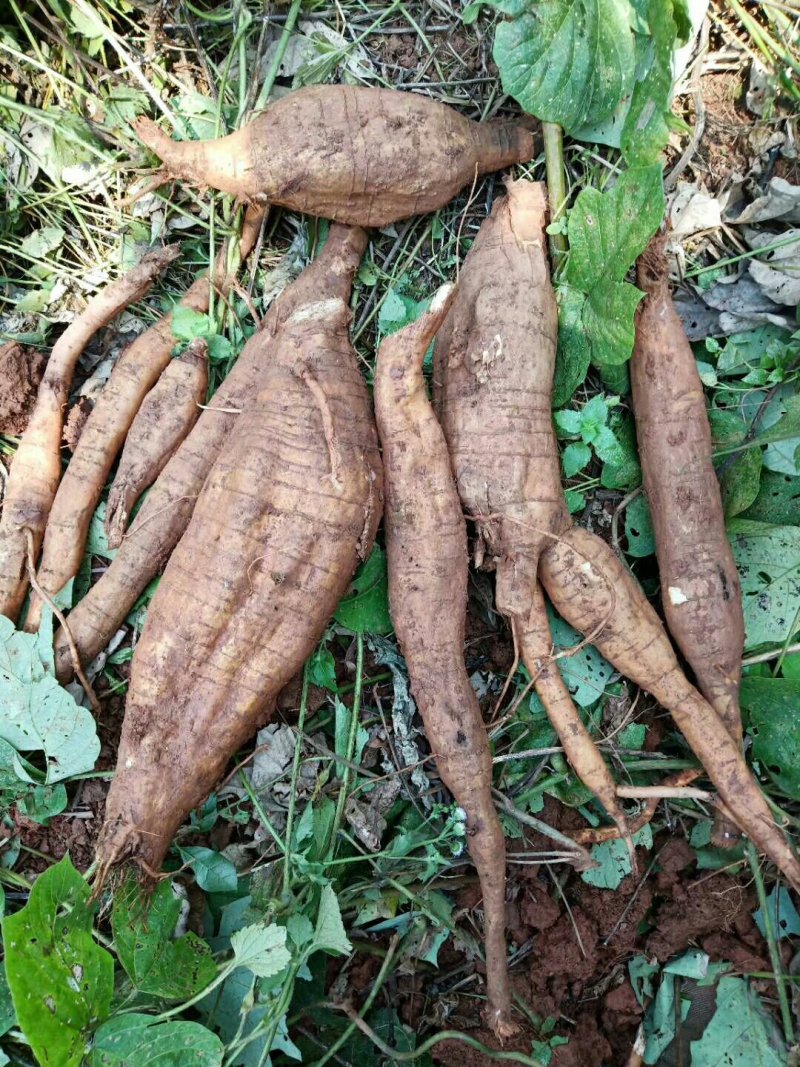 广东本土新鲜野生葛根