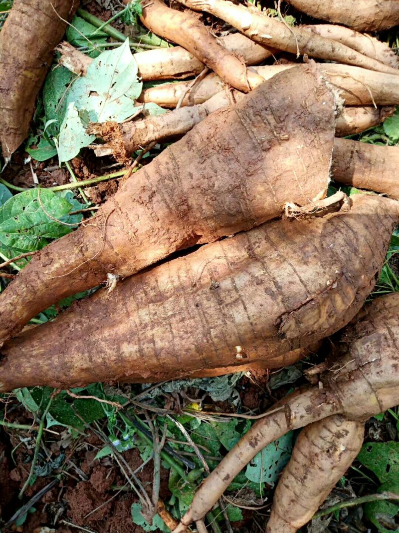 广东本土新鲜野生葛根