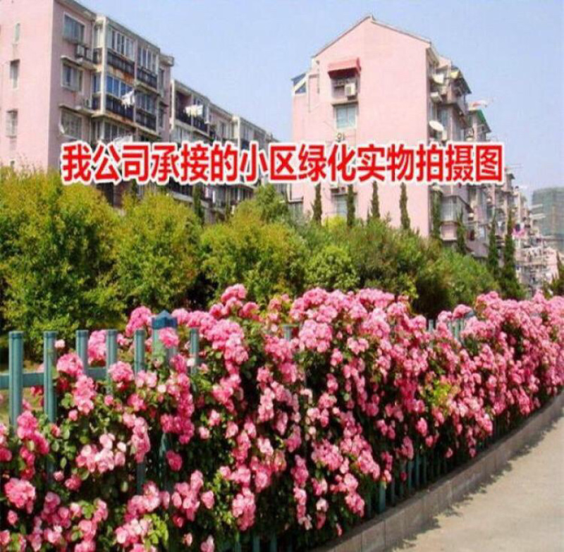 藤本月季大花浓香四季开花蔷薇花苗爬藤攀援植物庭院阳台玫瑰