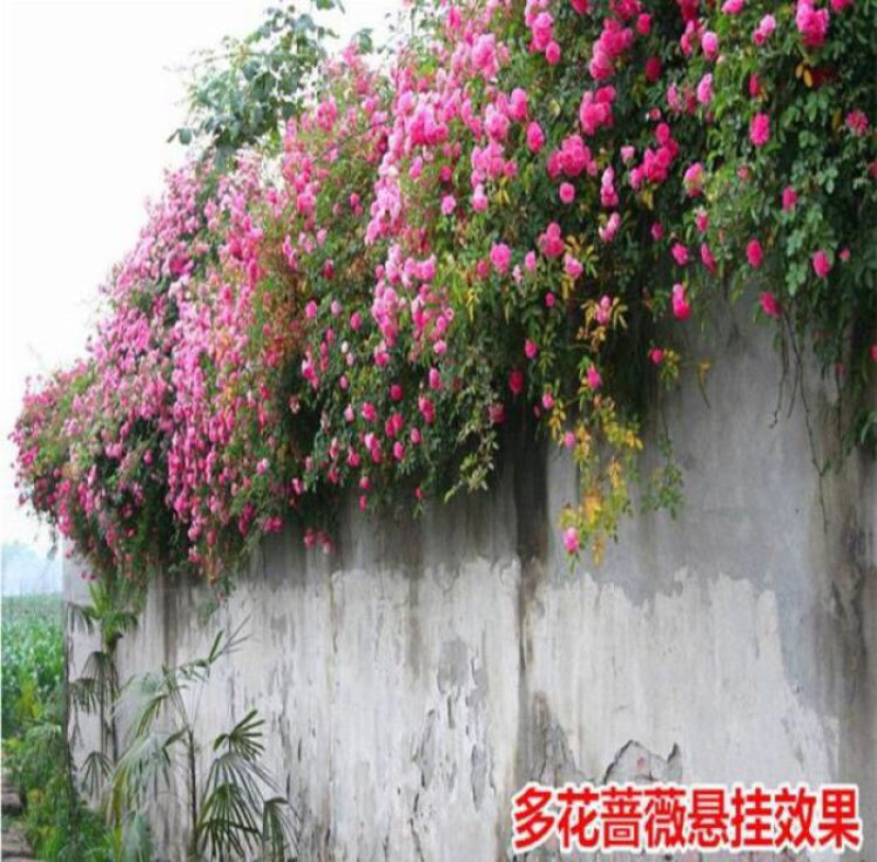 藤本月季大花浓香四季开花蔷薇花苗爬藤攀援植物庭院阳台玫瑰