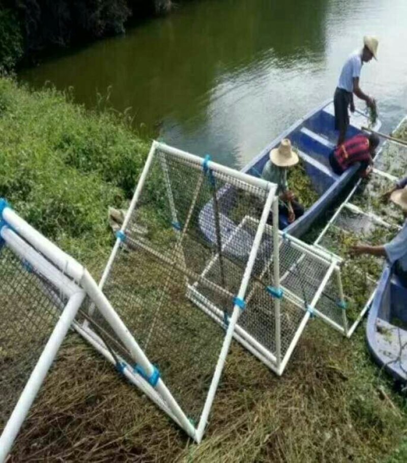 芹菜苗野生水芹种苗水芹老茎撒播苗繁殖快省人工
