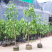 白兰花盆栽黄兰花卉植物黄果兰室内玉兰树苗黄角兰四季开花