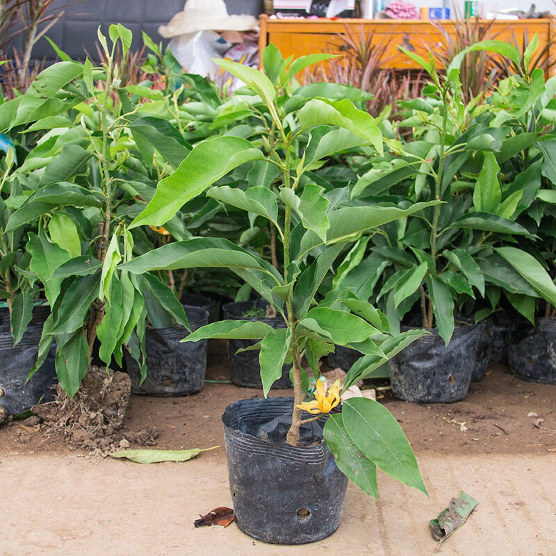 白兰花盆栽黄兰花卉植物黄果兰室内玉兰树苗黄角兰四季开花