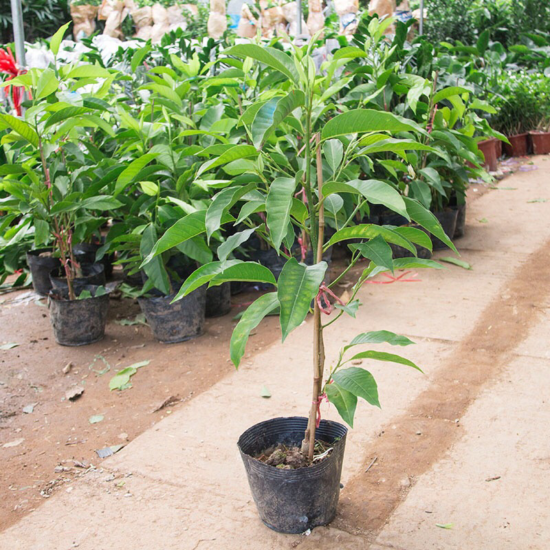 白兰花盆栽黄兰花卉植物黄果兰室内玉兰树苗黄角兰四季开花