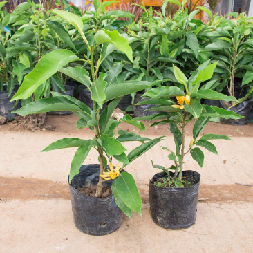 白兰花盆栽黄兰花卉植物黄果兰室内玉兰树苗黄角兰四季开花