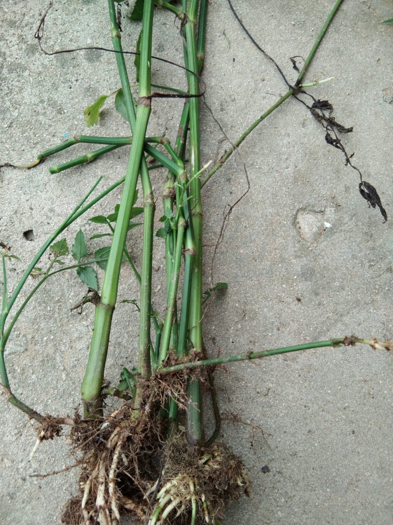 芹菜苗野生水芹种苗水芹老茎撒播苗繁殖快省人工