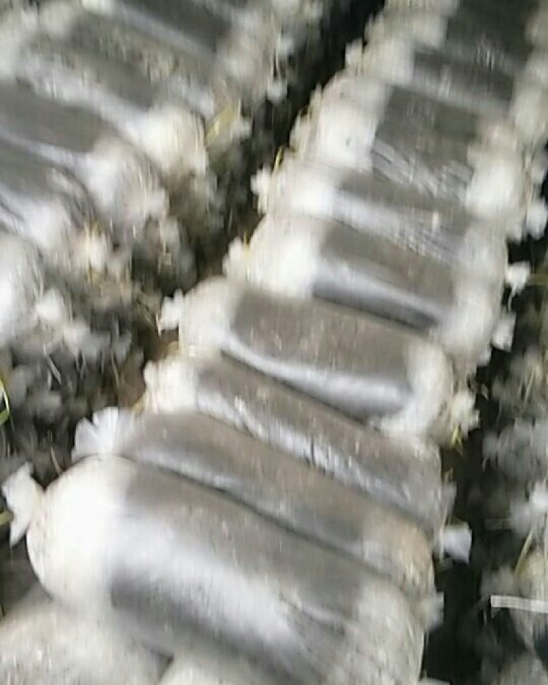 平菇菌棒，20/48的规格，纯白菌棒，大量平菇菌种