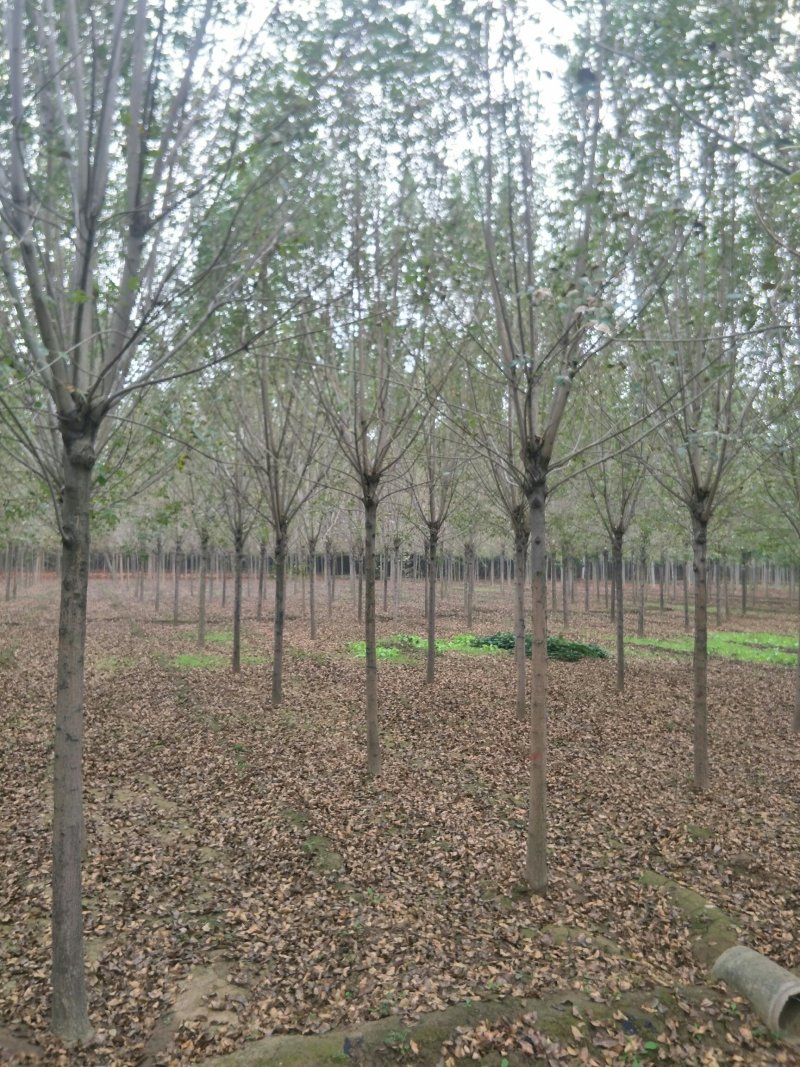 大量供应速生白蜡、白蜡小苗