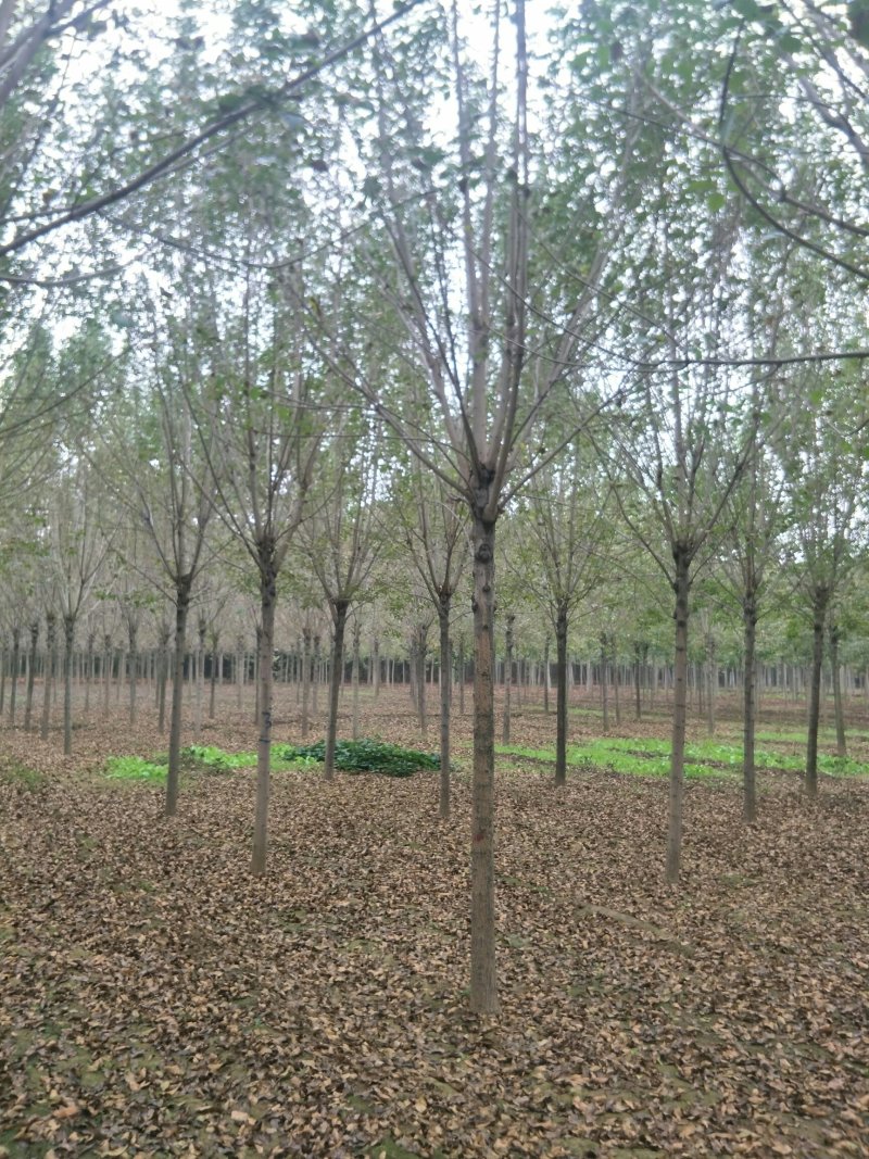 大量供应速生白蜡、白蜡小苗