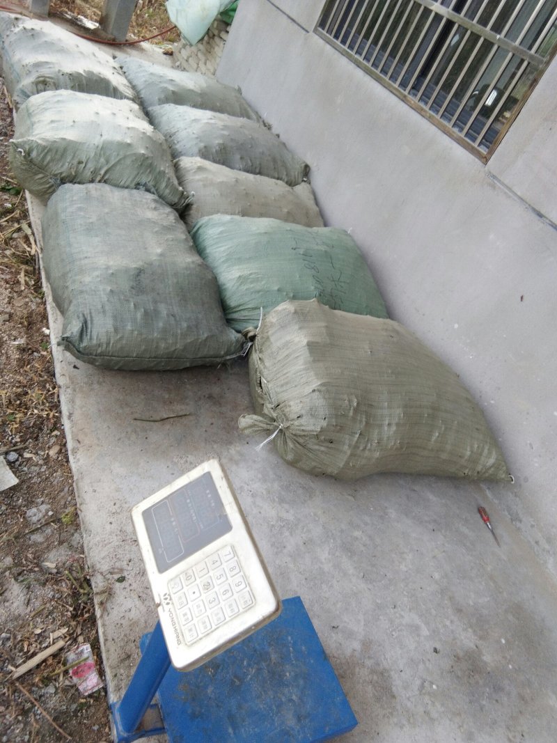 芹菜苗大别山野生水芹水芹老茎新式栽培省时省力省工