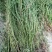 芹菜苗大别山野生水芹水芹老茎新式栽培省时省力省工