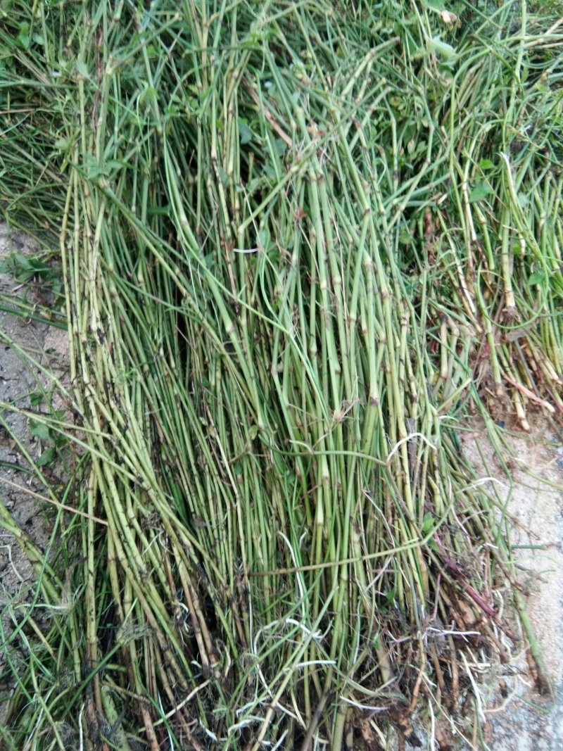 芹菜苗大别山野生水芹水芹老茎新式栽培省时省力省工